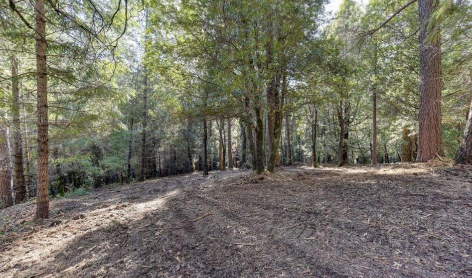 A dirt road in the middle of a forest surrounded by trees.