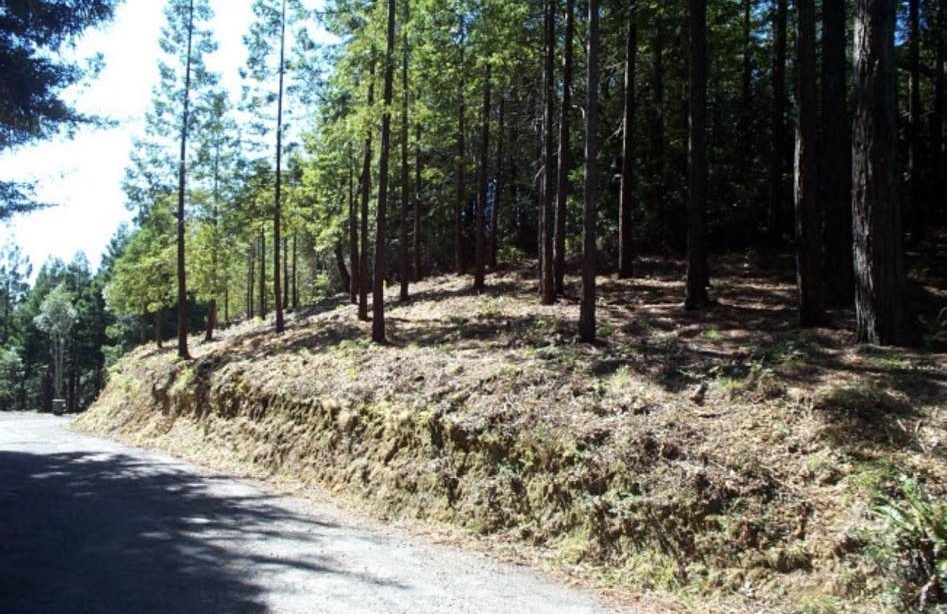 A road going through a forest with trees on the side