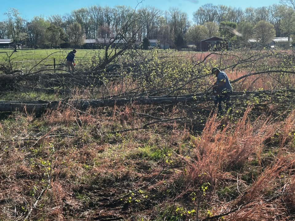 A man is standing in the middle of a field cutting trees.