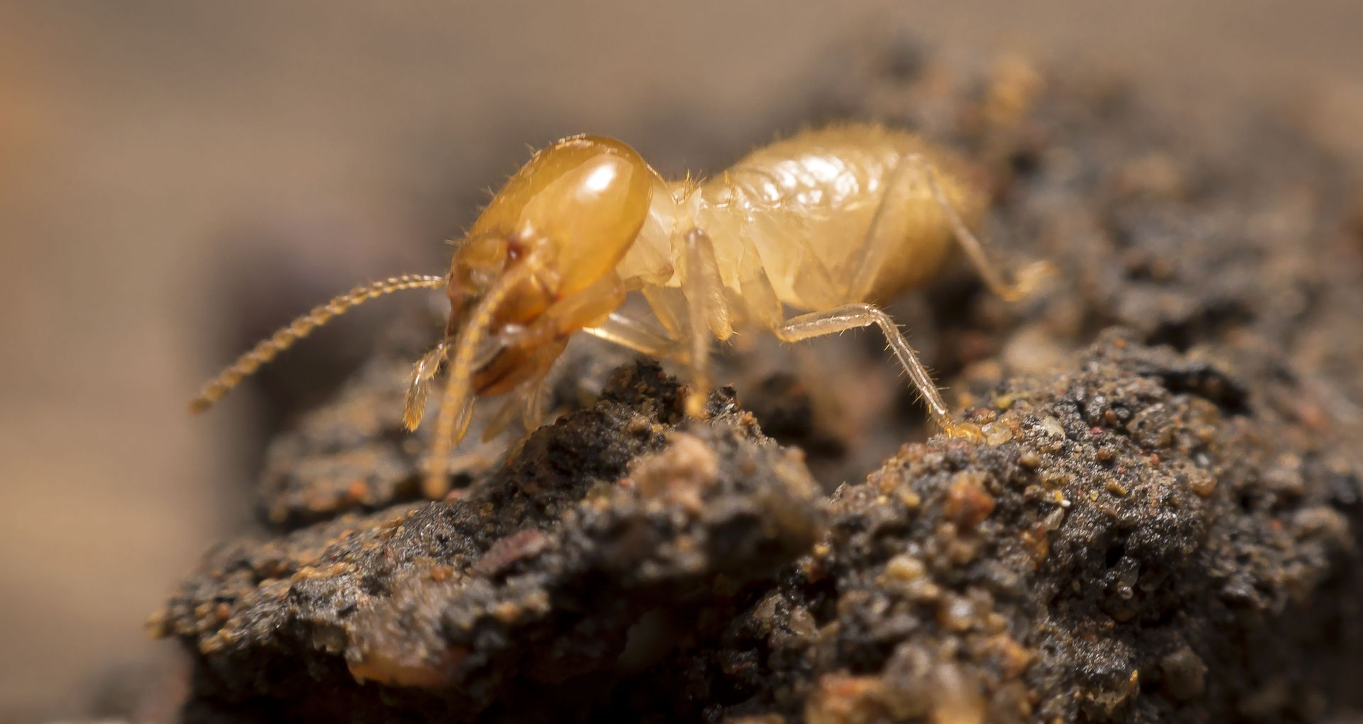 Person in protective suit spraying insecticide in a room, kneeling by a wall with a pump sprayer.
