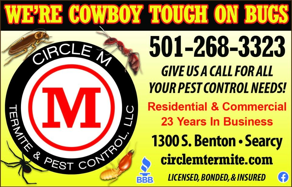 Termites, light brown bodies, dark mandibles, on wood.