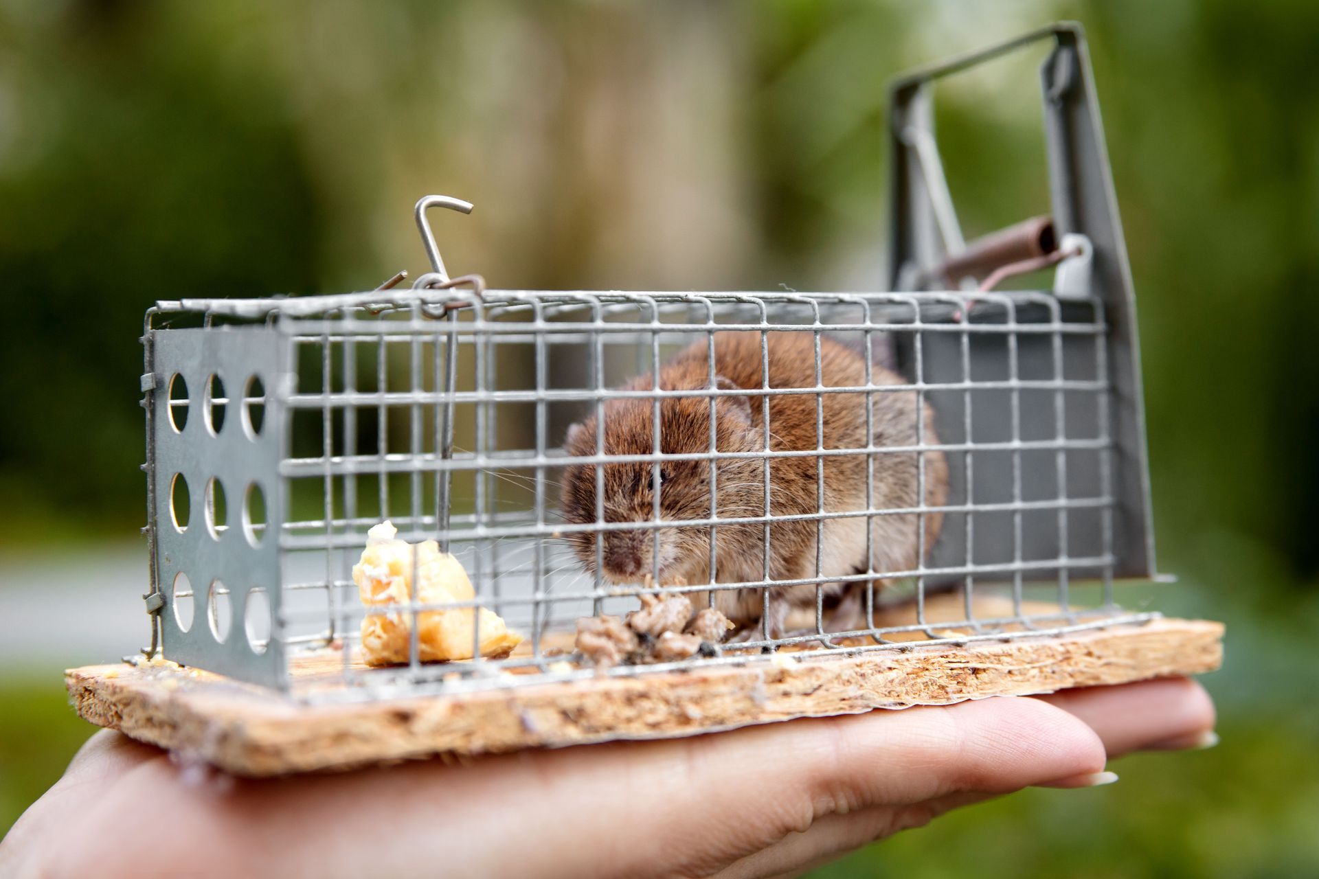 Mouse trapped in a cage. Mouse is brown and eating bait. Hand holding the cage outdoors.