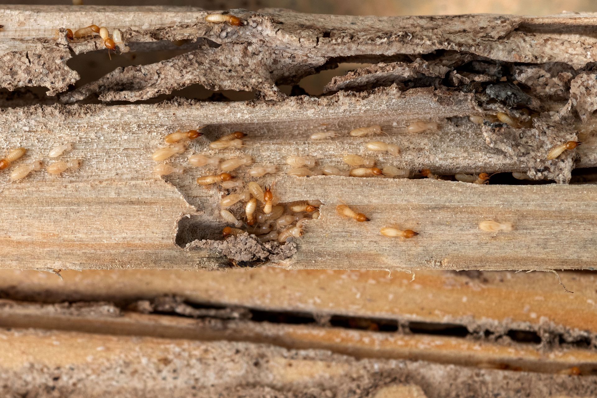 Termites in damaged wood. Tan and brown insects feeding on wood.