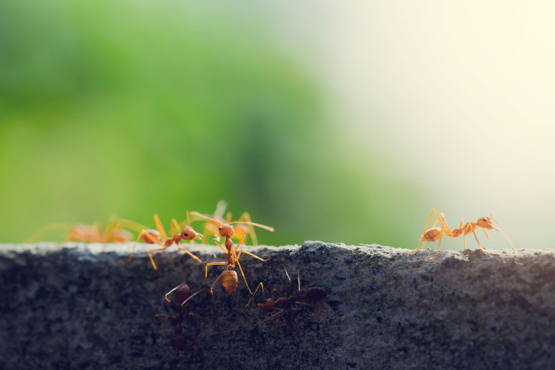 Red ants on a gray concrete surface, with a blurred green background, illuminated by sunlight.