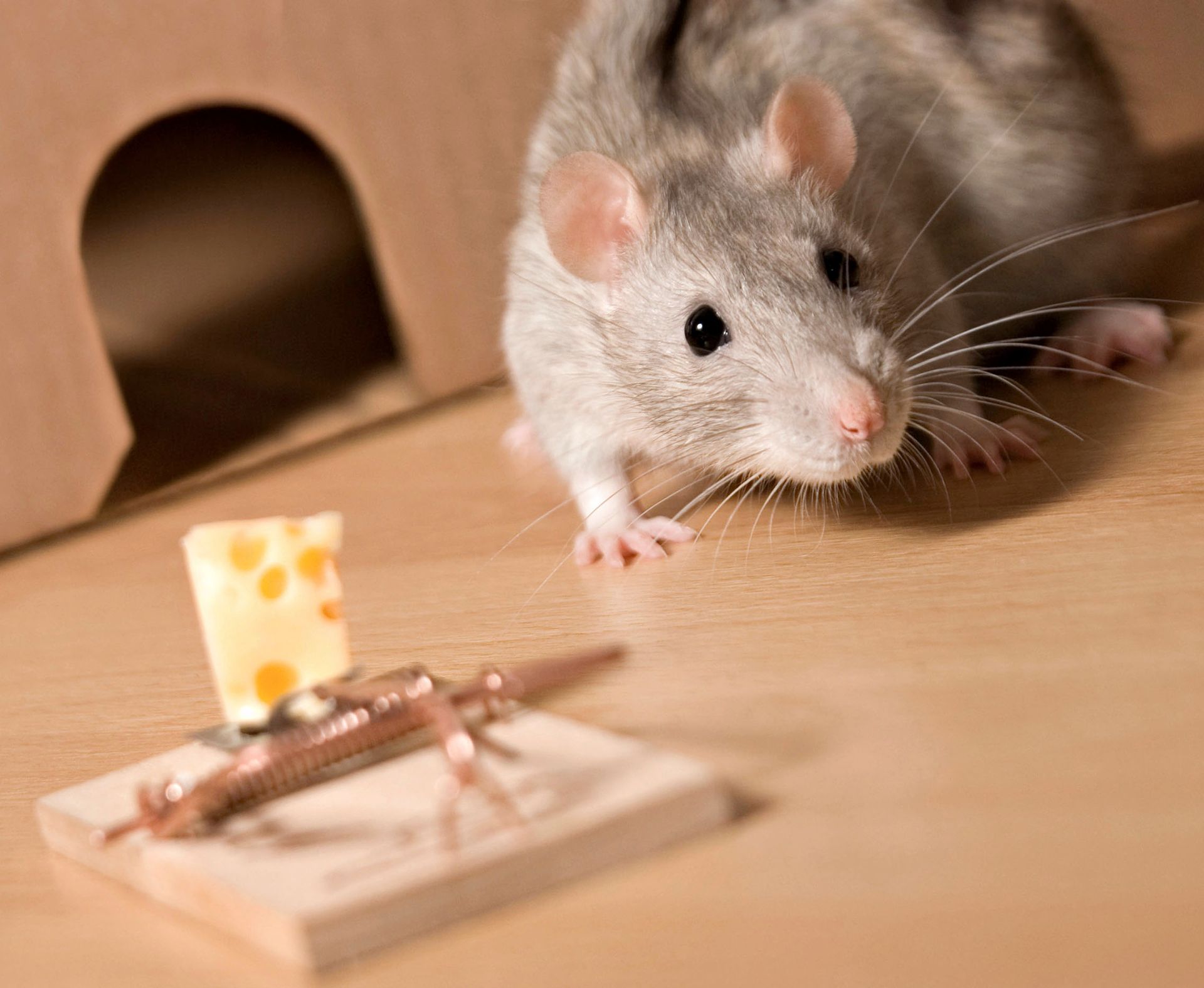 Rat looks at cheese on a mousetrap. The trap is on a wooden surface near a cardboard cutout.