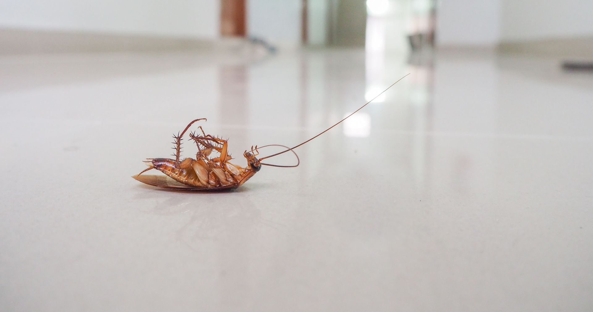 Pest control worker spraying floor. Cockroaches visible. Indoors, near a sofa. White protective suit and equipment.