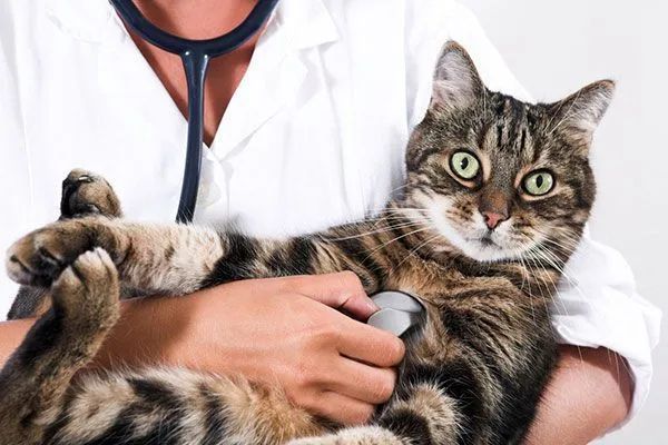 Tabby cat lying in a veterinarian’s arms with a stethoscope visible