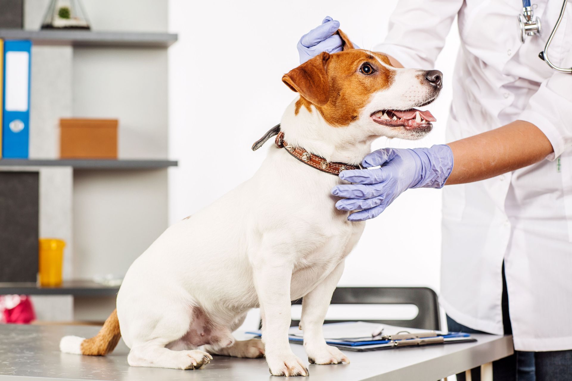 Veterinarian examining a small white and brown dog on a clinic table