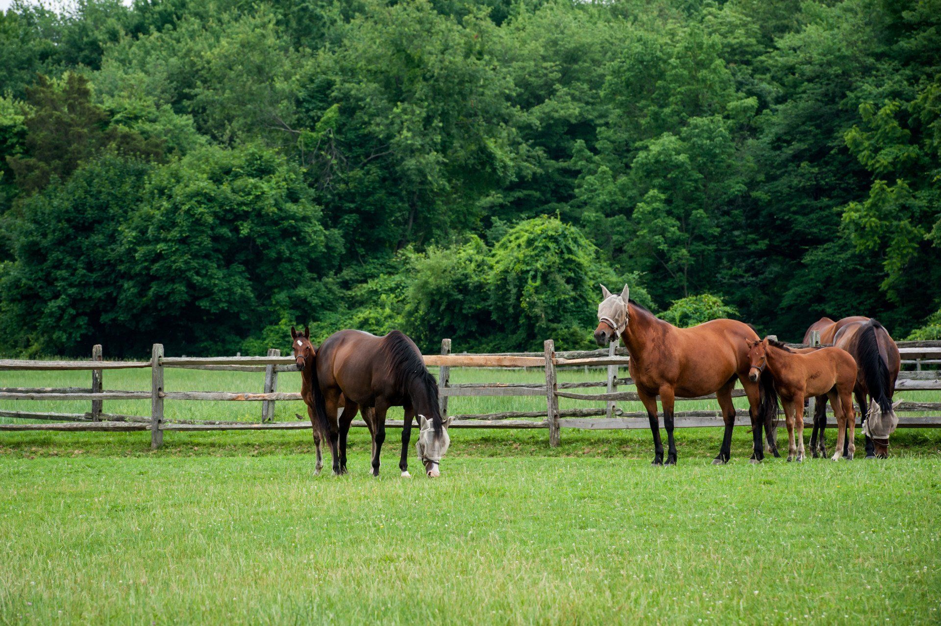 A herd of horses grazing in a grassy field next to a wooden fence.