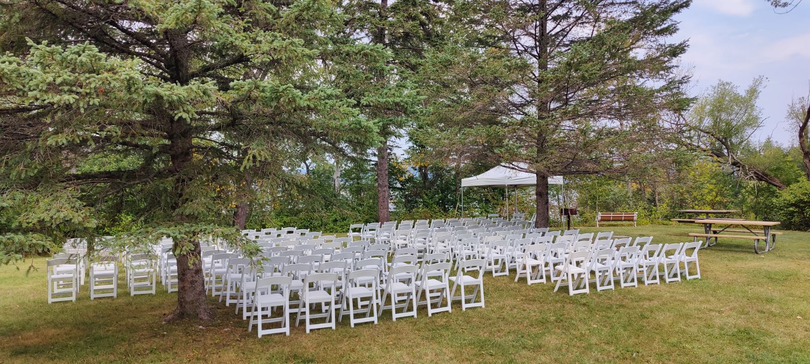 A row of white chairs are lined up under a tree in a field.