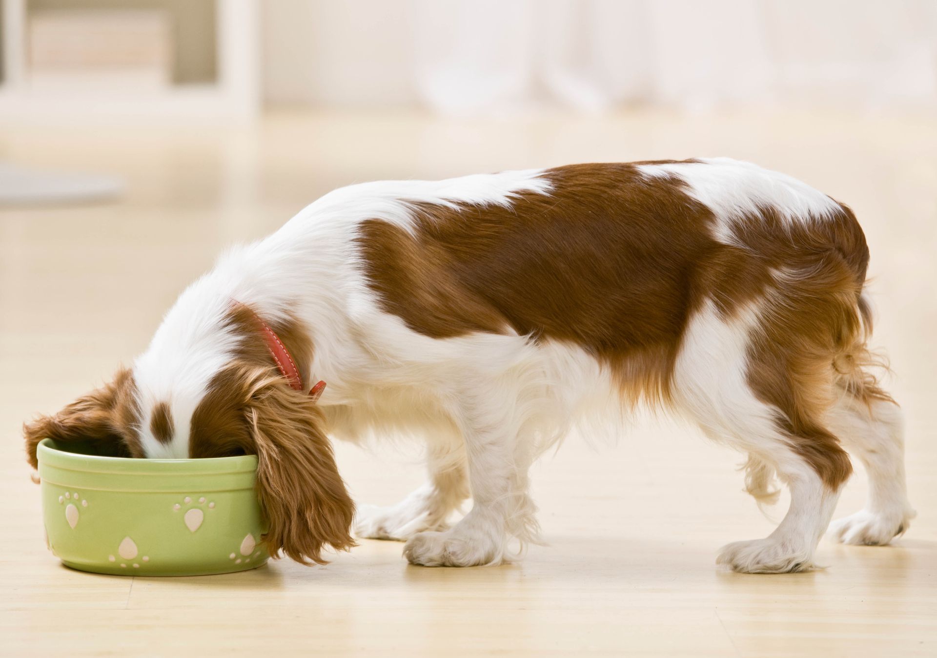 local pet food supplier