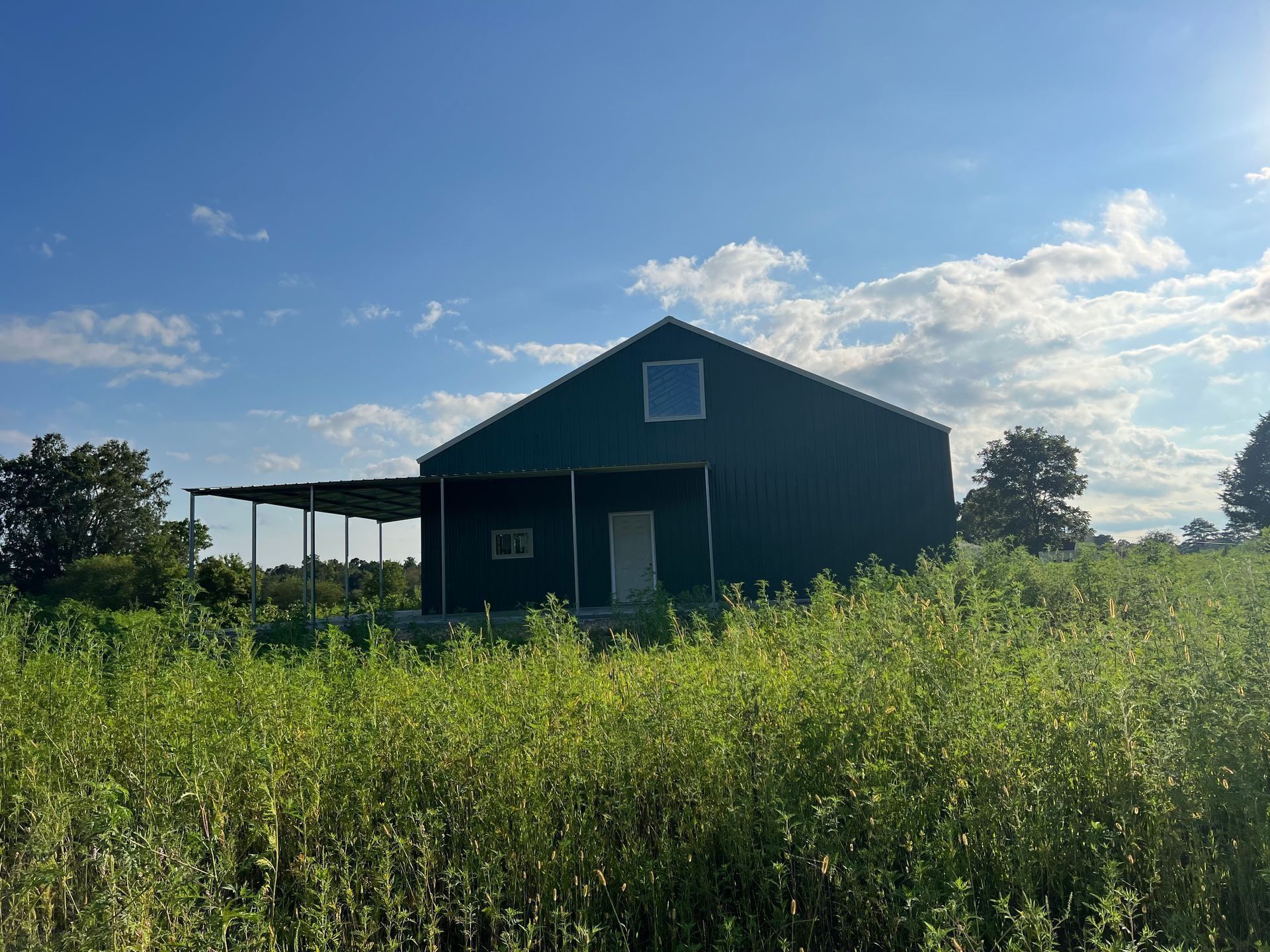 Green metal barn in a field of tall green plants under a blue sky with some clouds.