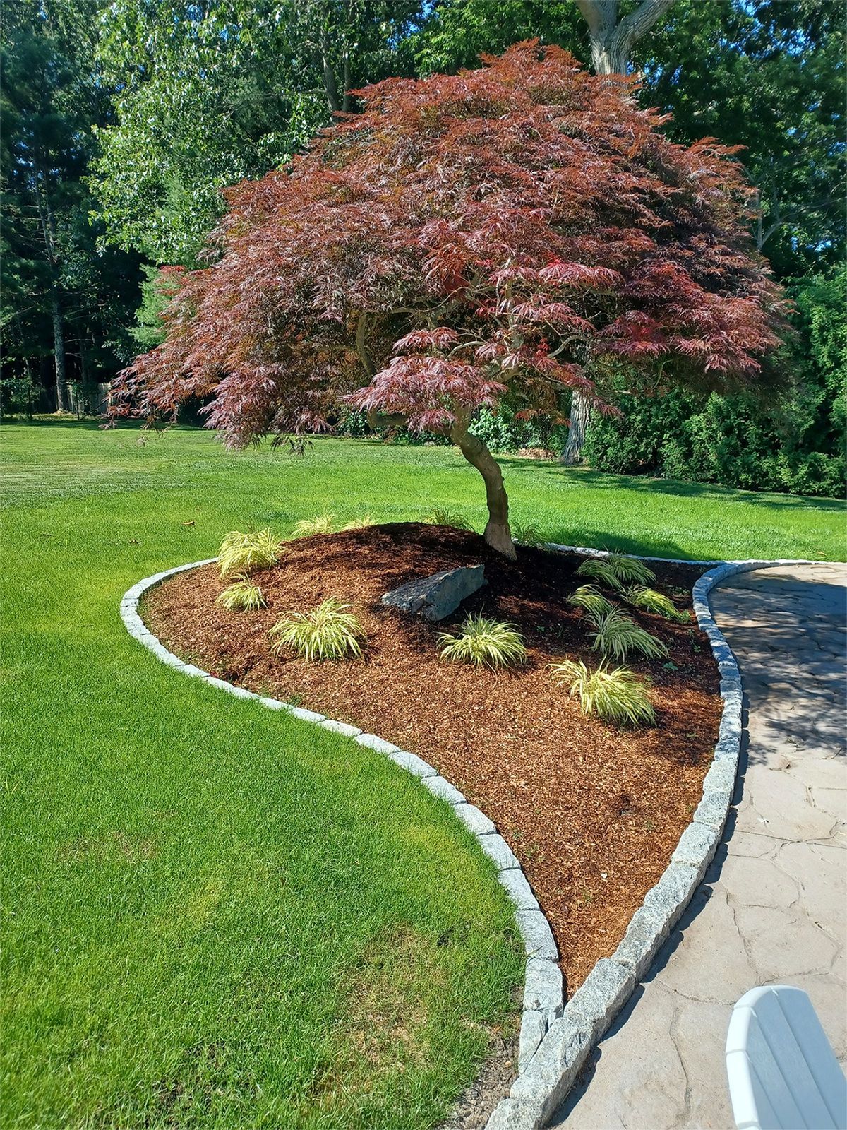 A tree is sitting in the middle of a lush green lawn.