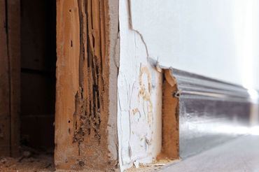 Termite damage