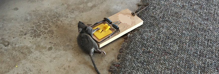 Rat control