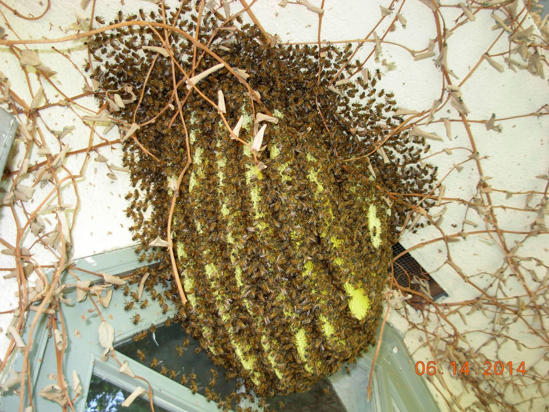 Beehive