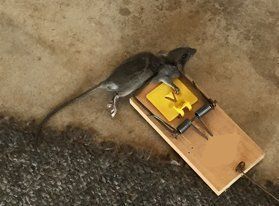 Rat removal