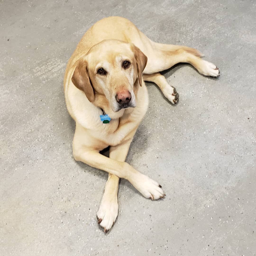 A dog with a blue collar is laying on the floor