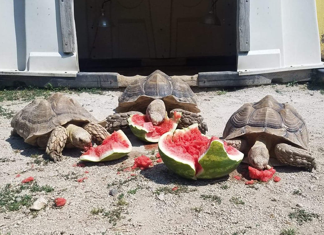 tortoise feeding