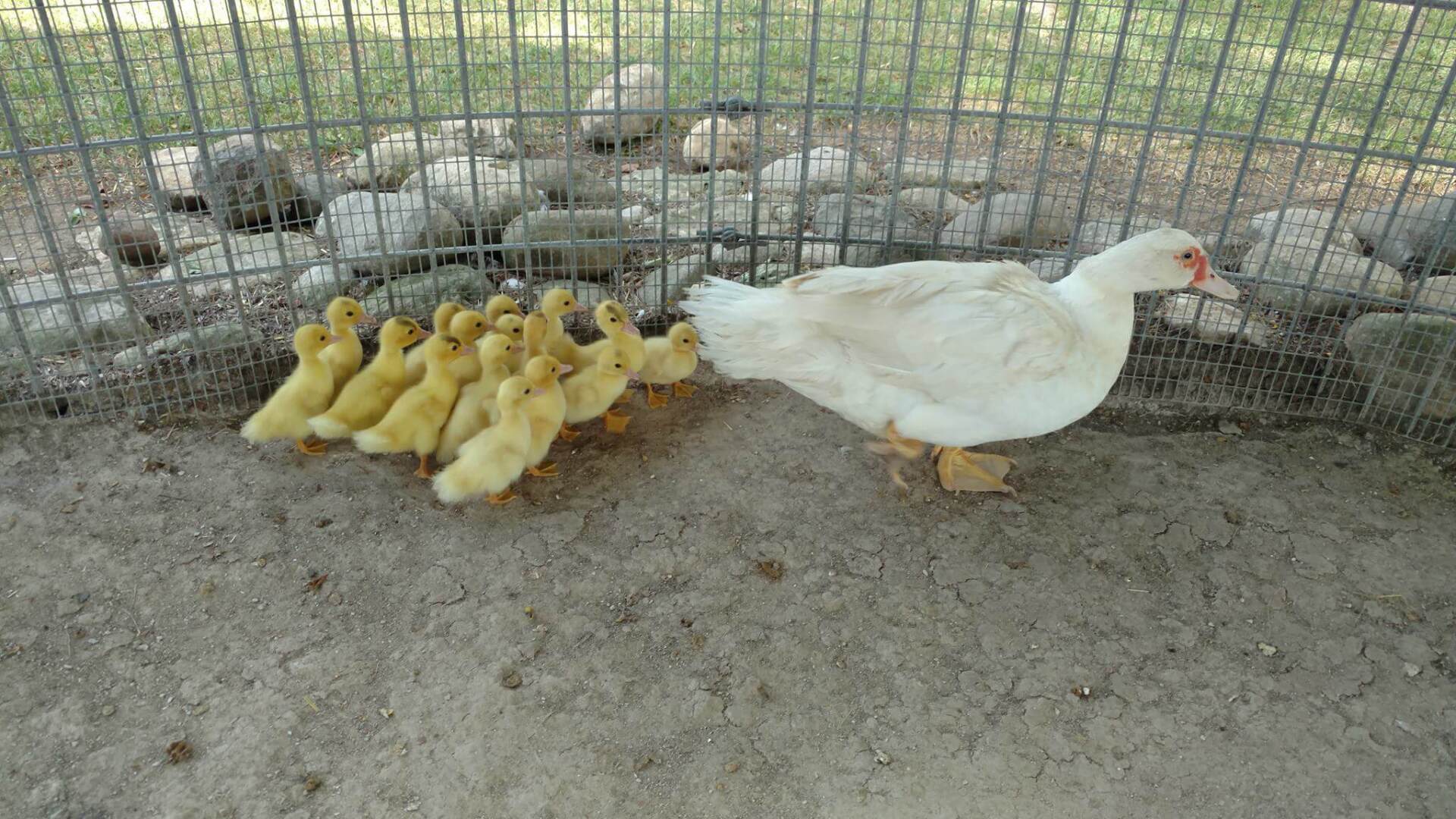 Gallery Green Meadows Petting Farm