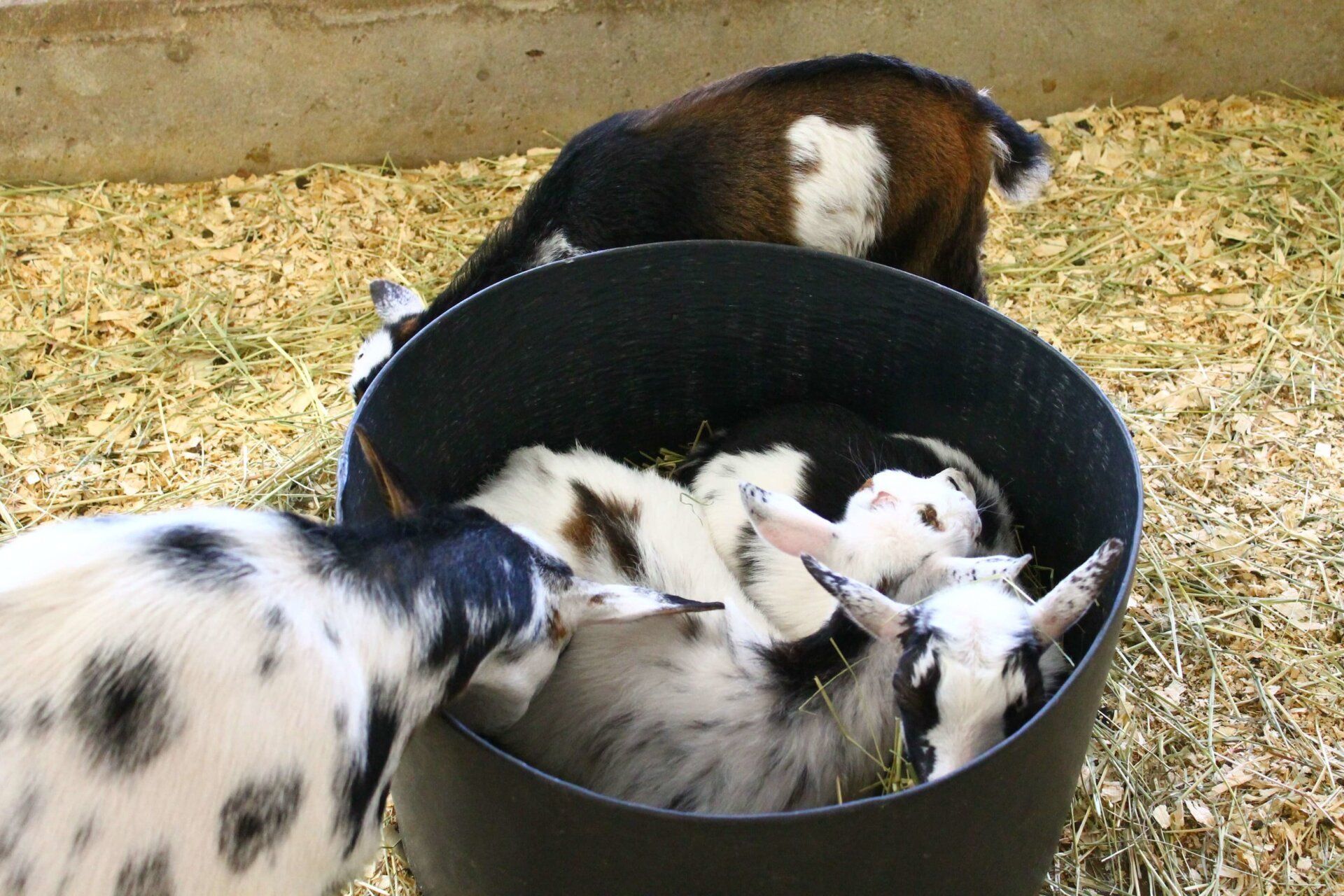 Gallery Green Meadows Petting Farm