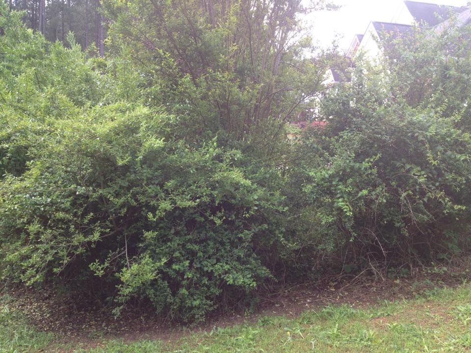Green bushes and shrubs border a grassy area, with a house visible in the background.
