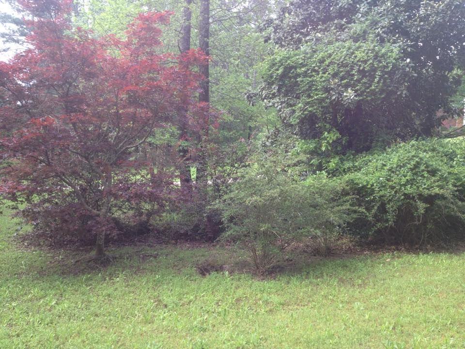 Lush greenery and trees with varying foliage colors: deep red, green, and a backdrop of tall trees.