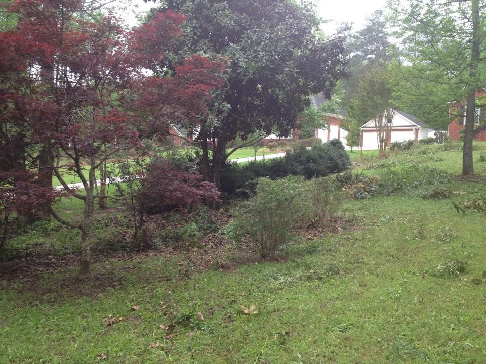 A yard with green grass, red and green trees, and a house in the background.