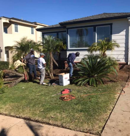 Landscapers working in front yard, planting near palm trees and house with large window.
