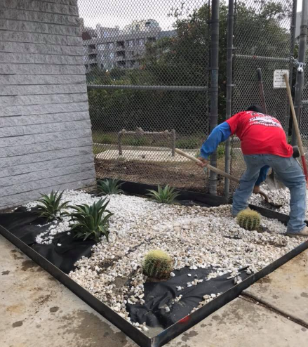 Man gardening a rock and cactus bed. Grey wall, chain-link fence, white rocks, and concrete.