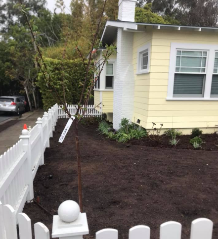 A newly planted tree in a yard with a white picket fence next to a yellow house.