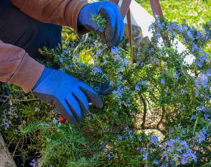 Hands in blue gloves trimming a flowering bush with clippers outdoors.