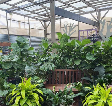 Plants in a greenhouse, with a wooden bench, natural light, and a partly-transparent roof.