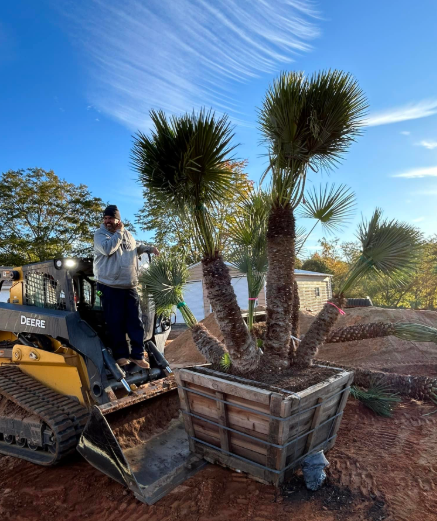 A person operating a yellow skid steer. It is lifting a wooden container holding palm trees under a blue sky.