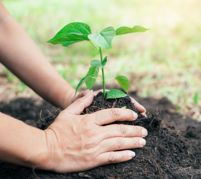 Hands planting a small green plant in dark soil.