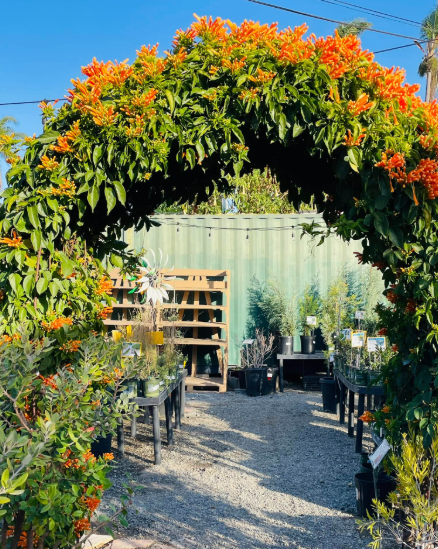 Archway of orange flowers leads to a garden with plants. Gravel path, green metal container.
