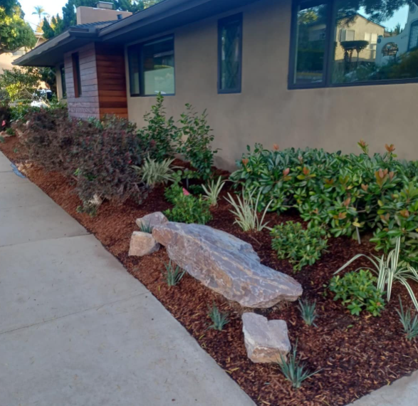 Landscaped front yard with large rock feature, various green plants, and brown mulch.