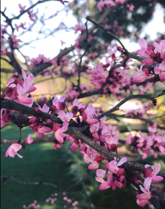 Pink blossoms on tree branches against a blurred background of green grass and a sunny sky.