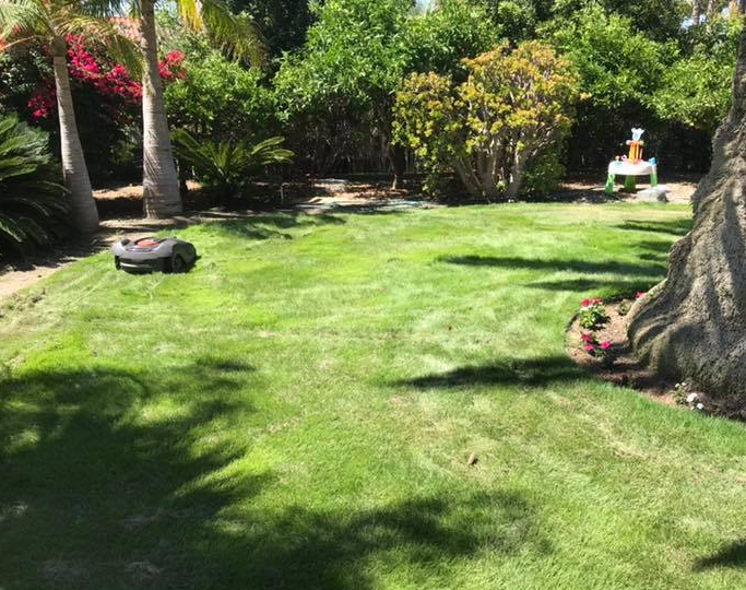 Robotic lawnmower on a green lawn in a sunny backyard with trees, shrubs, and a decorative object.