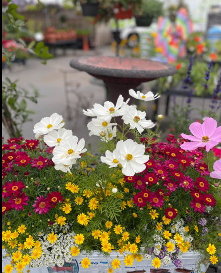 White cosmos and red and yellow flowers in a planter, with a birdbath in the background.