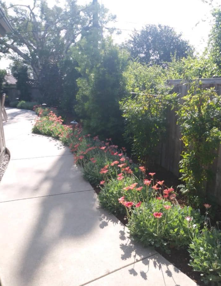 A sidewalk lined with red flowering plants and green bushes, along a wooden fence and tall trees.