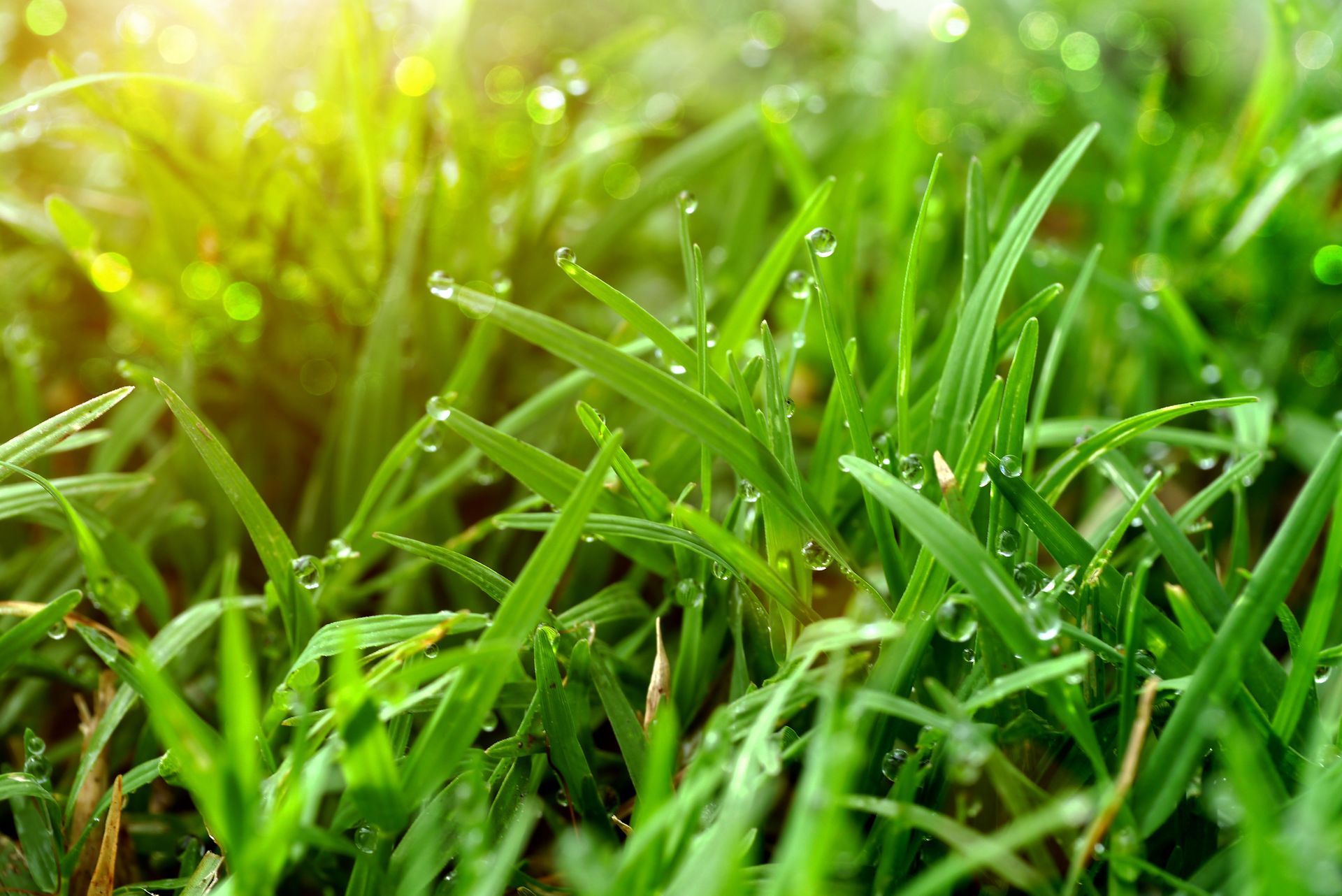 lawn fertilizing company