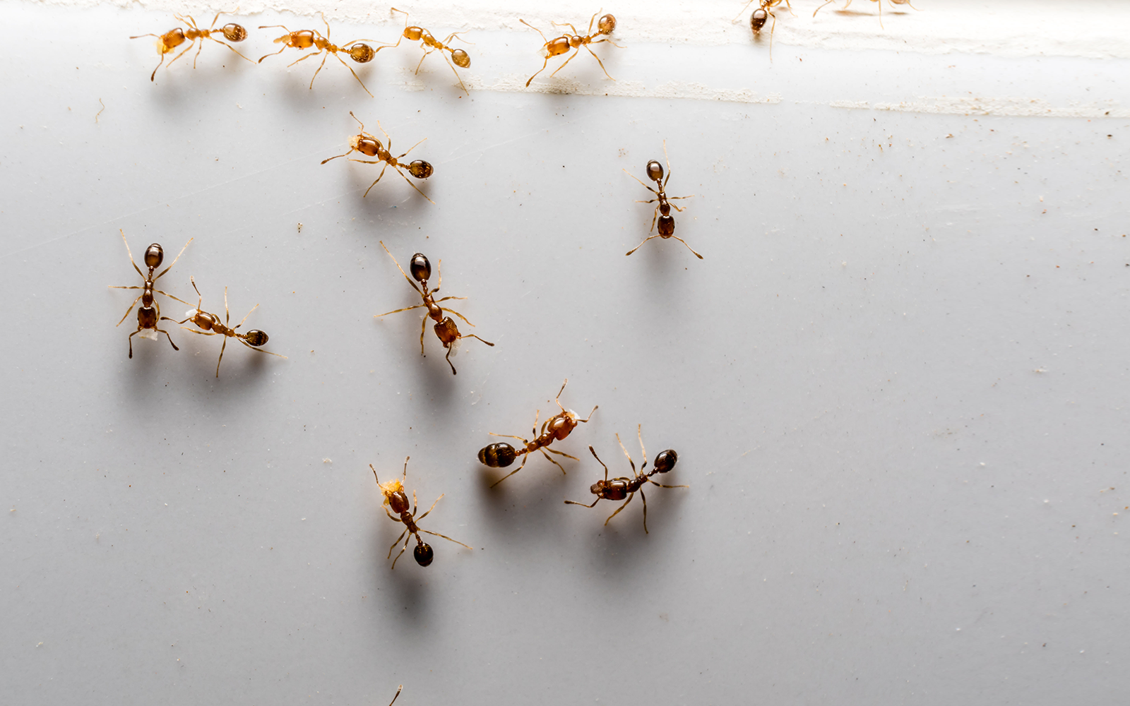 Fire ants