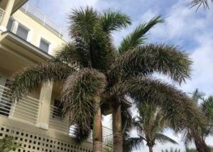 Foxtail palm potassium deficiency