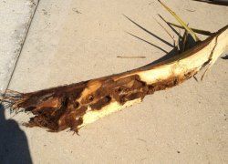 Palm weevil damage
