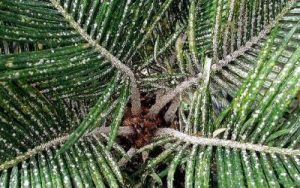 Asian cycad covered in scales