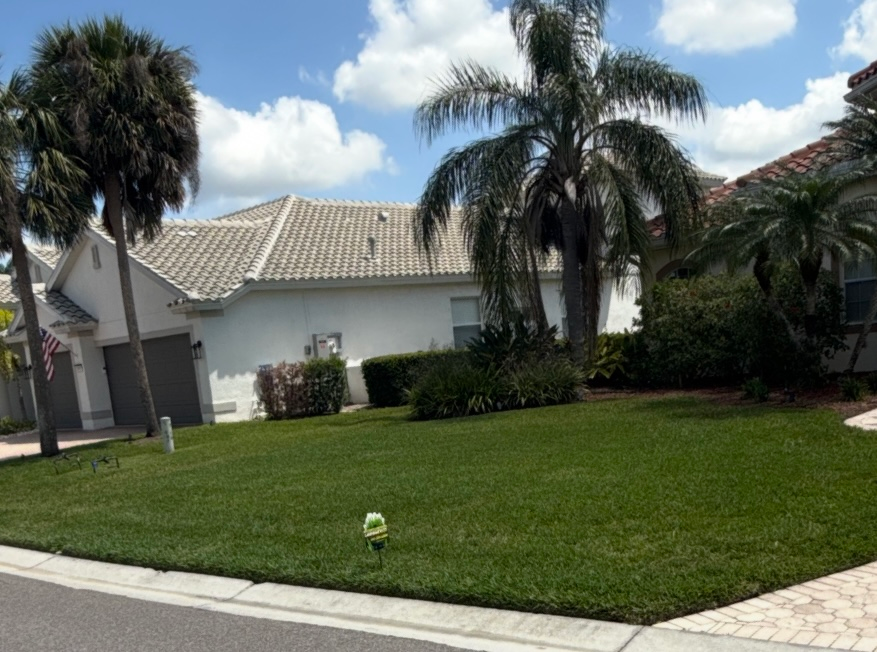 A lush green lawn in front of a house with palm trees