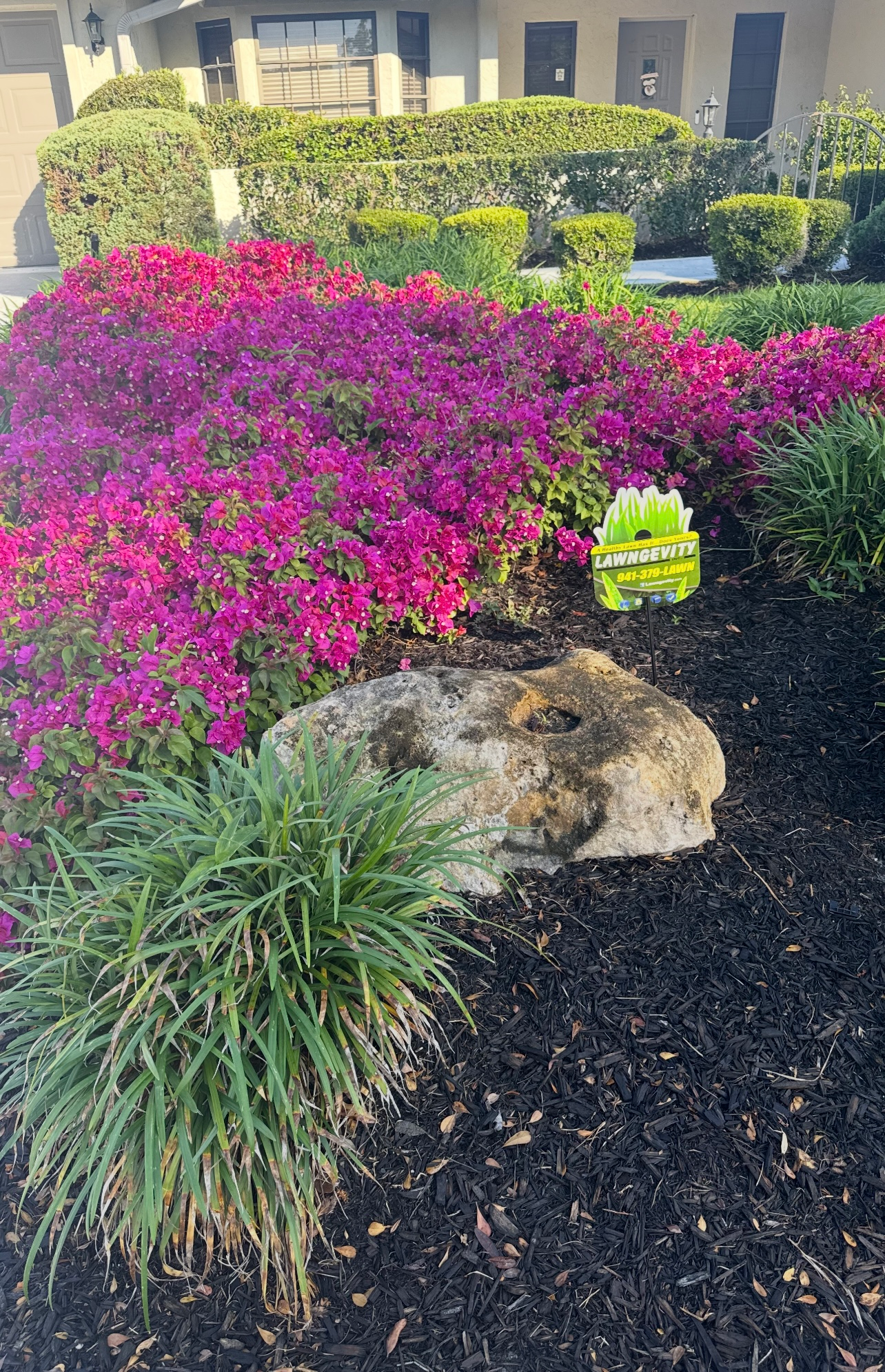 A garden filled with lots of purple flowers and a large rock.