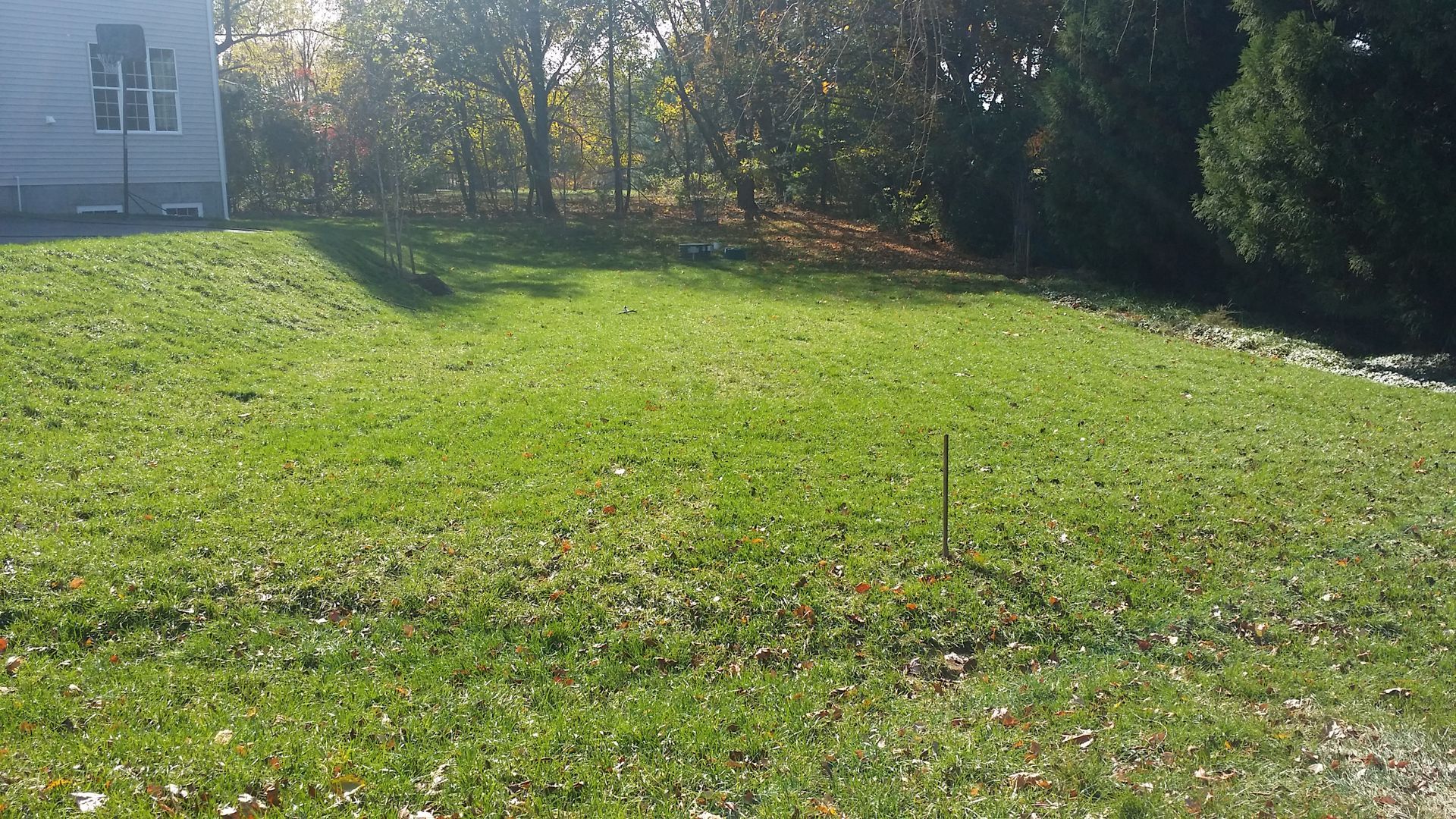 A grassy residential yard under sunlight, with a house corner on the left and trees in the background.