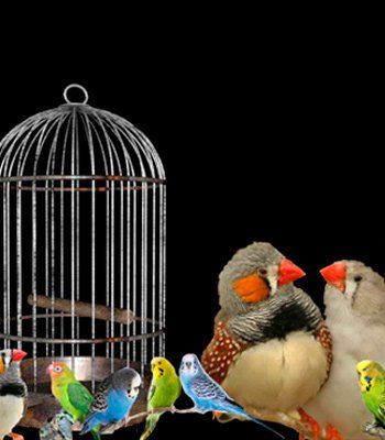 Birds Cages Food Toys Accessories Houma LA